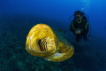   goliath grouper youning  